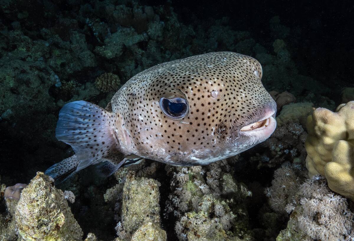 Ras Mohammed National Park in Egypt's Sharm El Sheikh