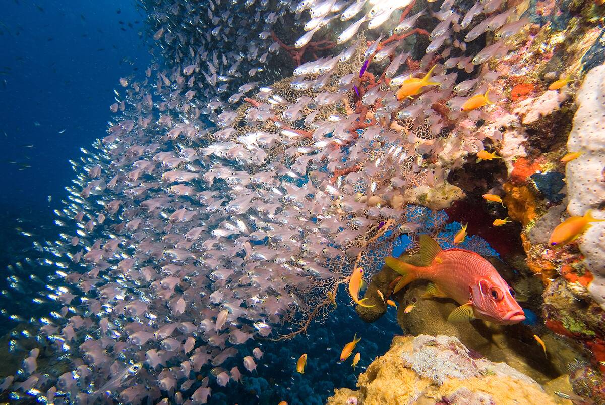 Red Sea underwater richness
