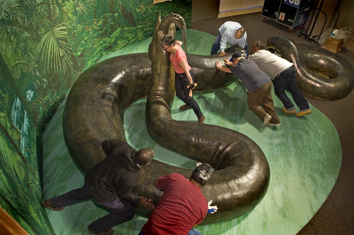 Replica Of World's Largest Snake Installed In Smithsonian