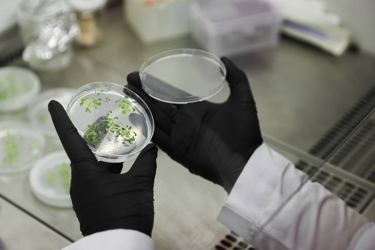 Researchers explore CRISPR gene editing on plants