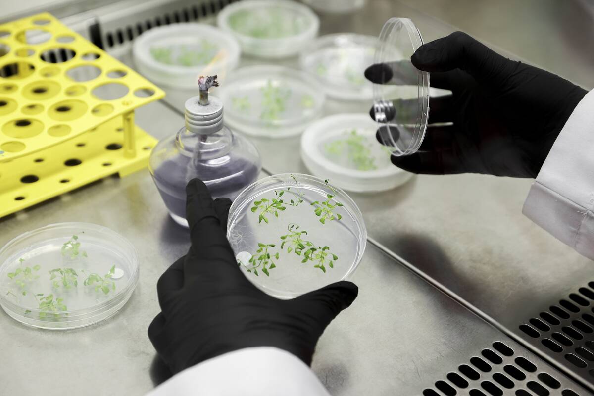 Researchers explore CRISPR gene editing on plants