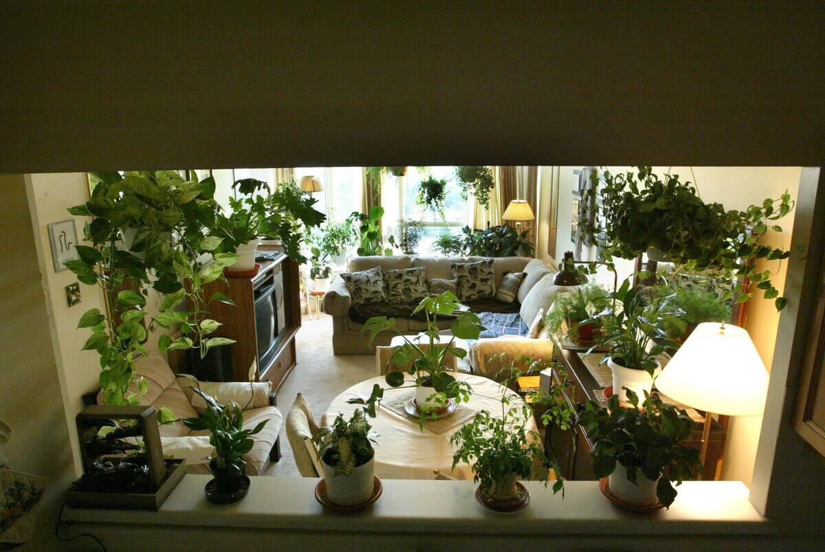 Richard _AS03-06-30-03-pix of Richard has about 36 plants in his tiny 575-foot condo in Mississauga.