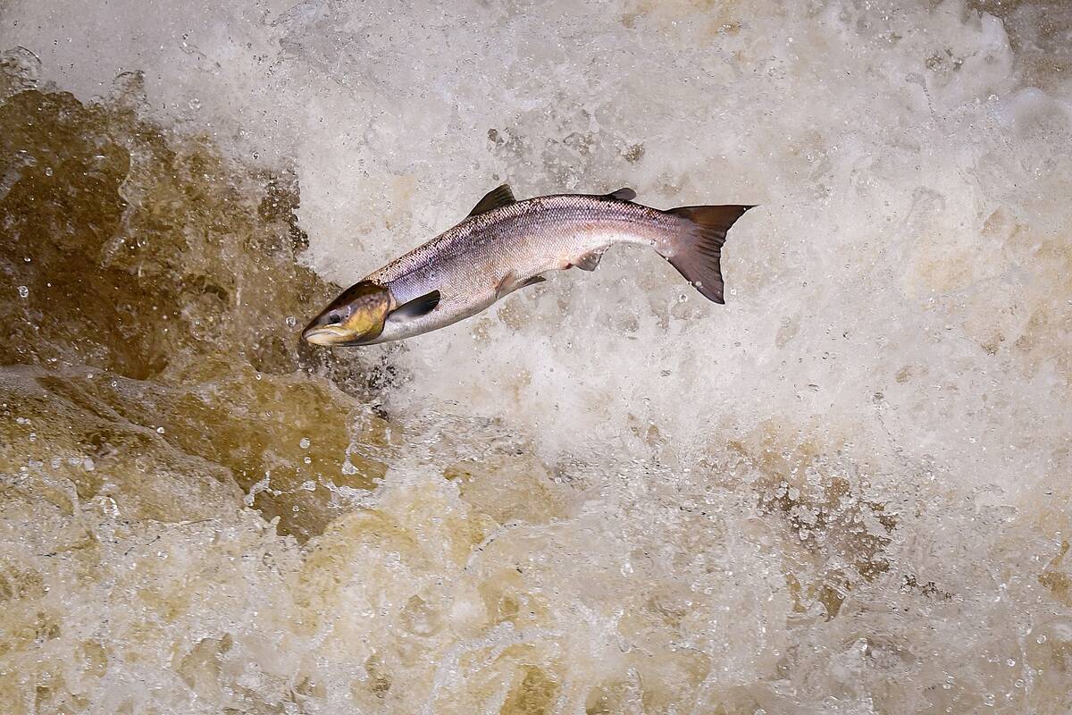 Salmon Leaping At Buchanty Spout