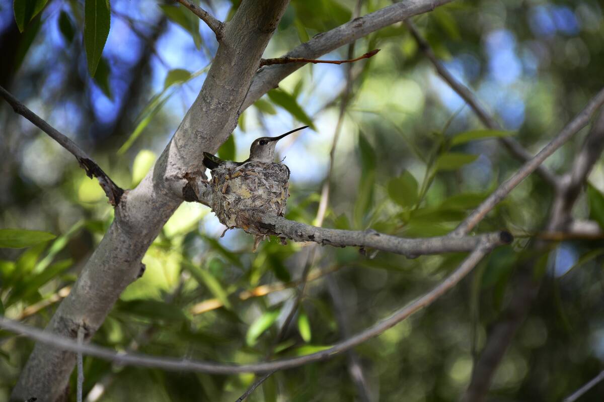 Santa Fe Canyon Preserve