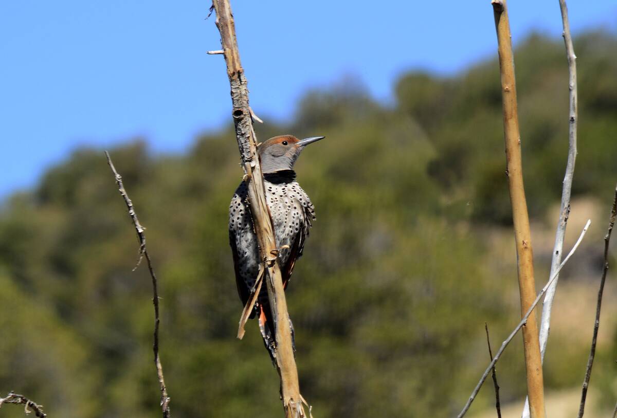 Santa Fe Canyon Preserve