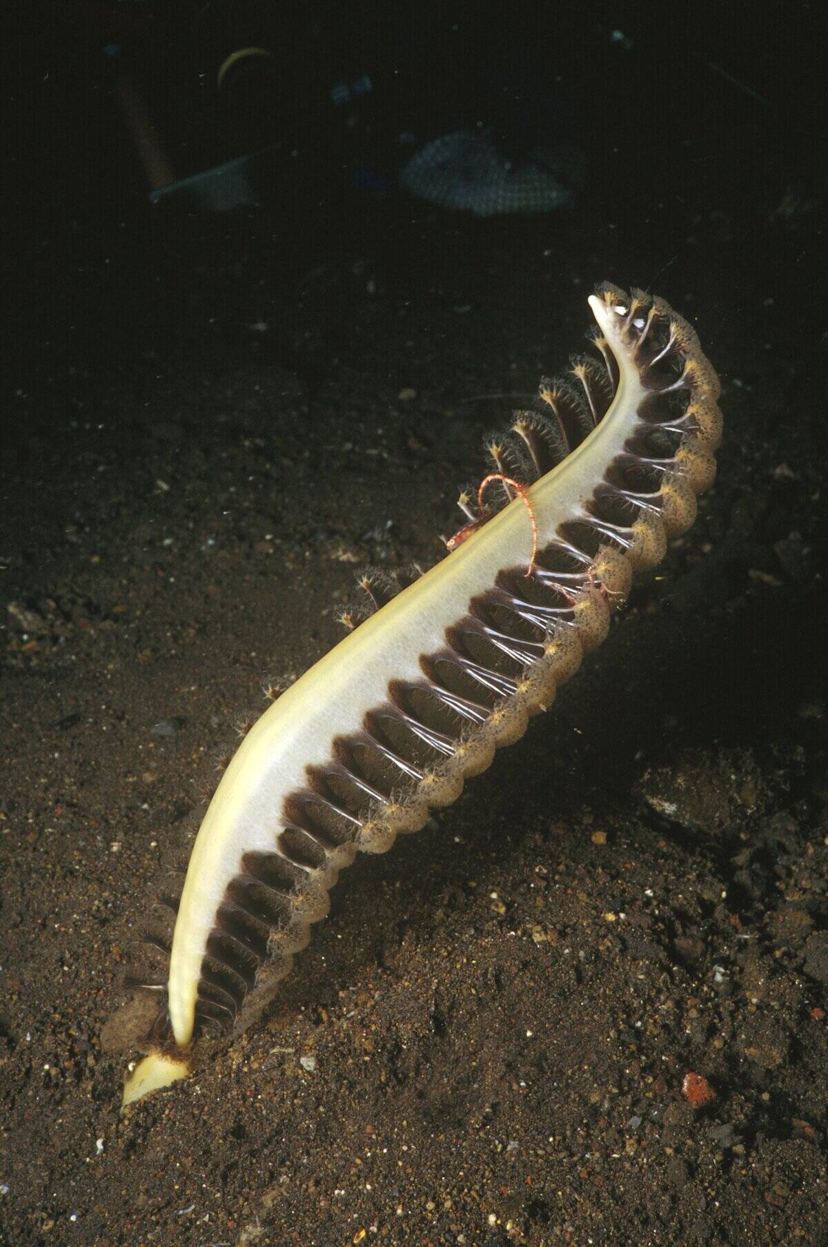 Seapen, Pteroeides species, in sand on a steep slope at a 25 meters depth, Tulamben, Bali, Indonesia