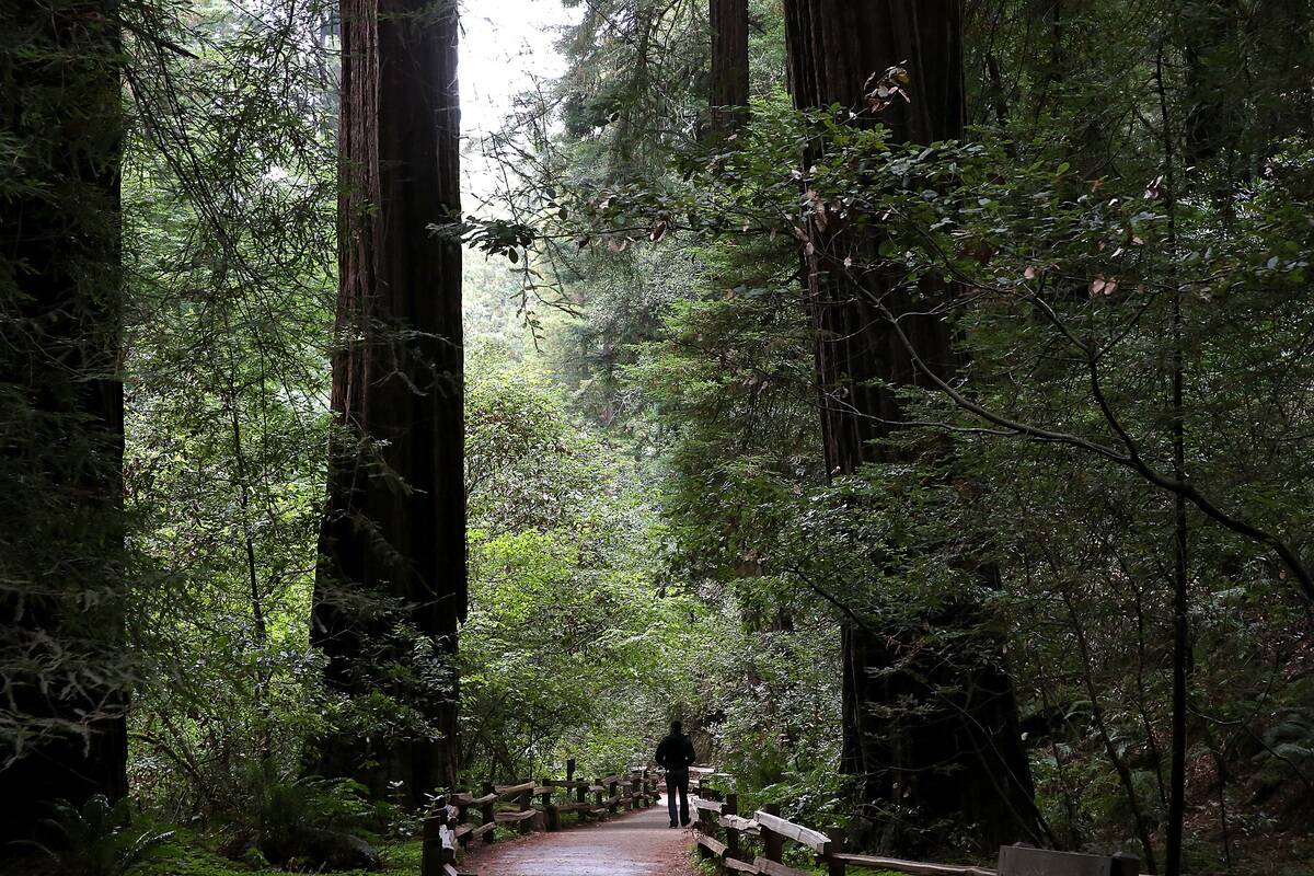 Sequoias And Coastal Redwoods Appear To Flourish Despite Climate Change