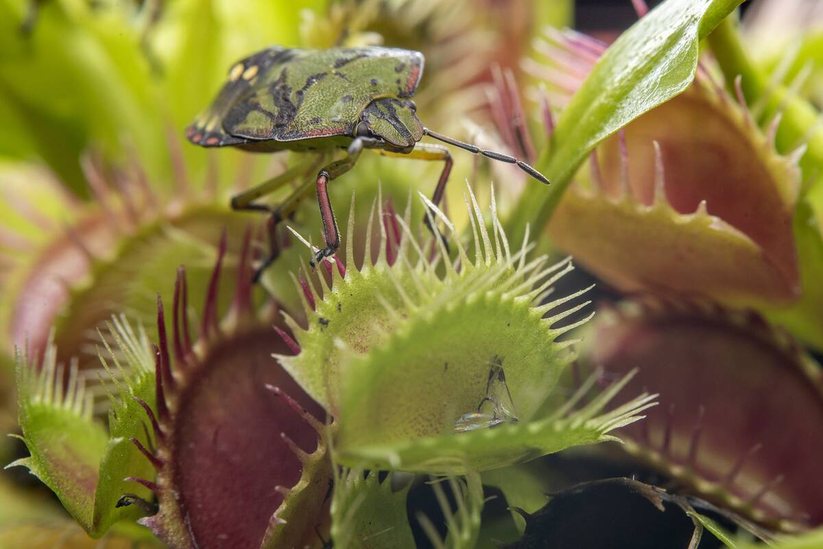 Shield Bug In New Zealand