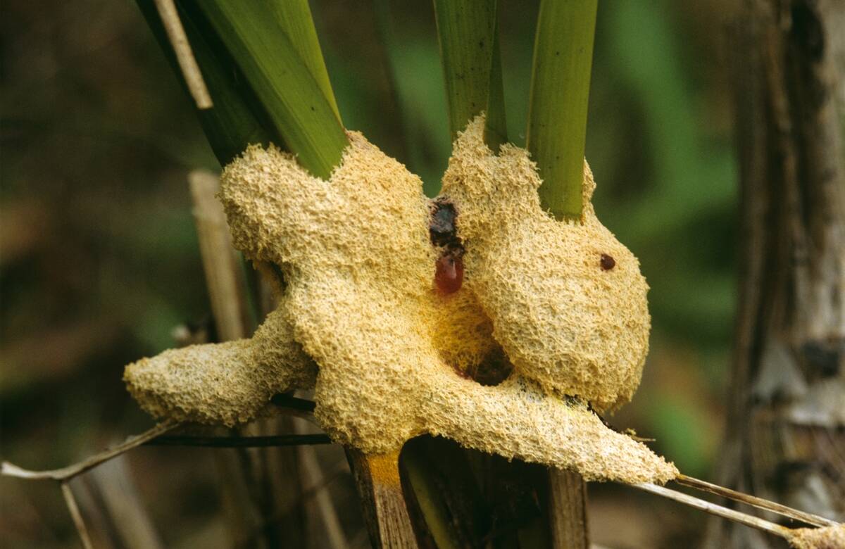 Slime mould, often called Dog's vomit slime mould