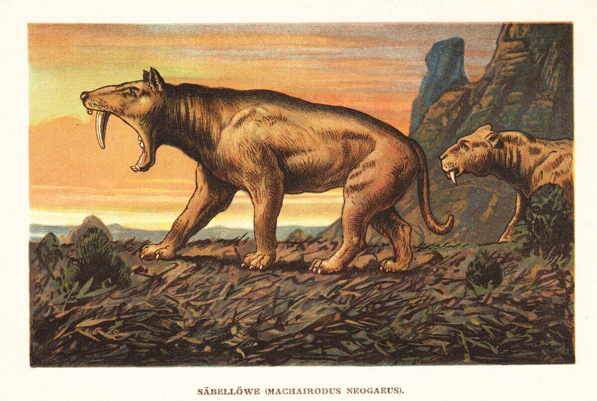 Smilodon pupulator