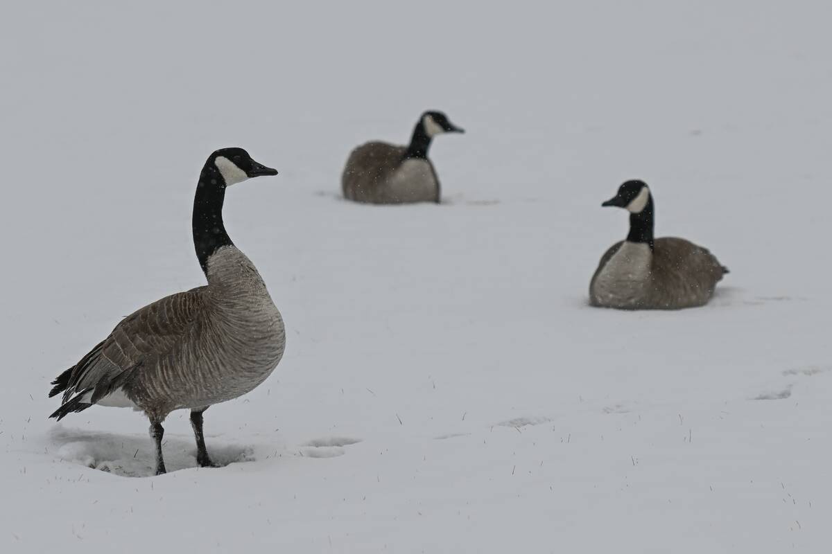 Snow Returns To Alberta