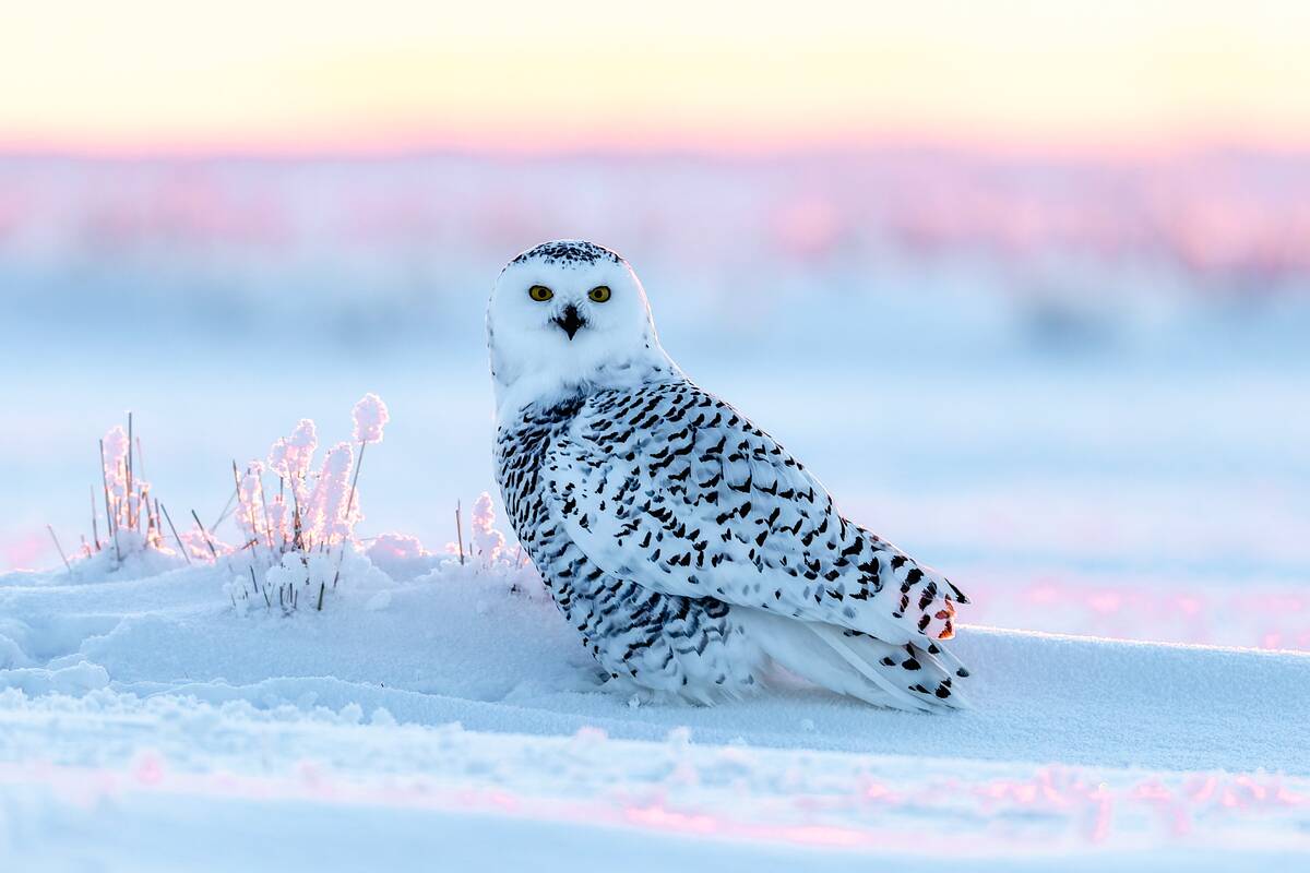 Snowy Owl Glides Over Snow-blanketed Grasslands In Hulunbuir