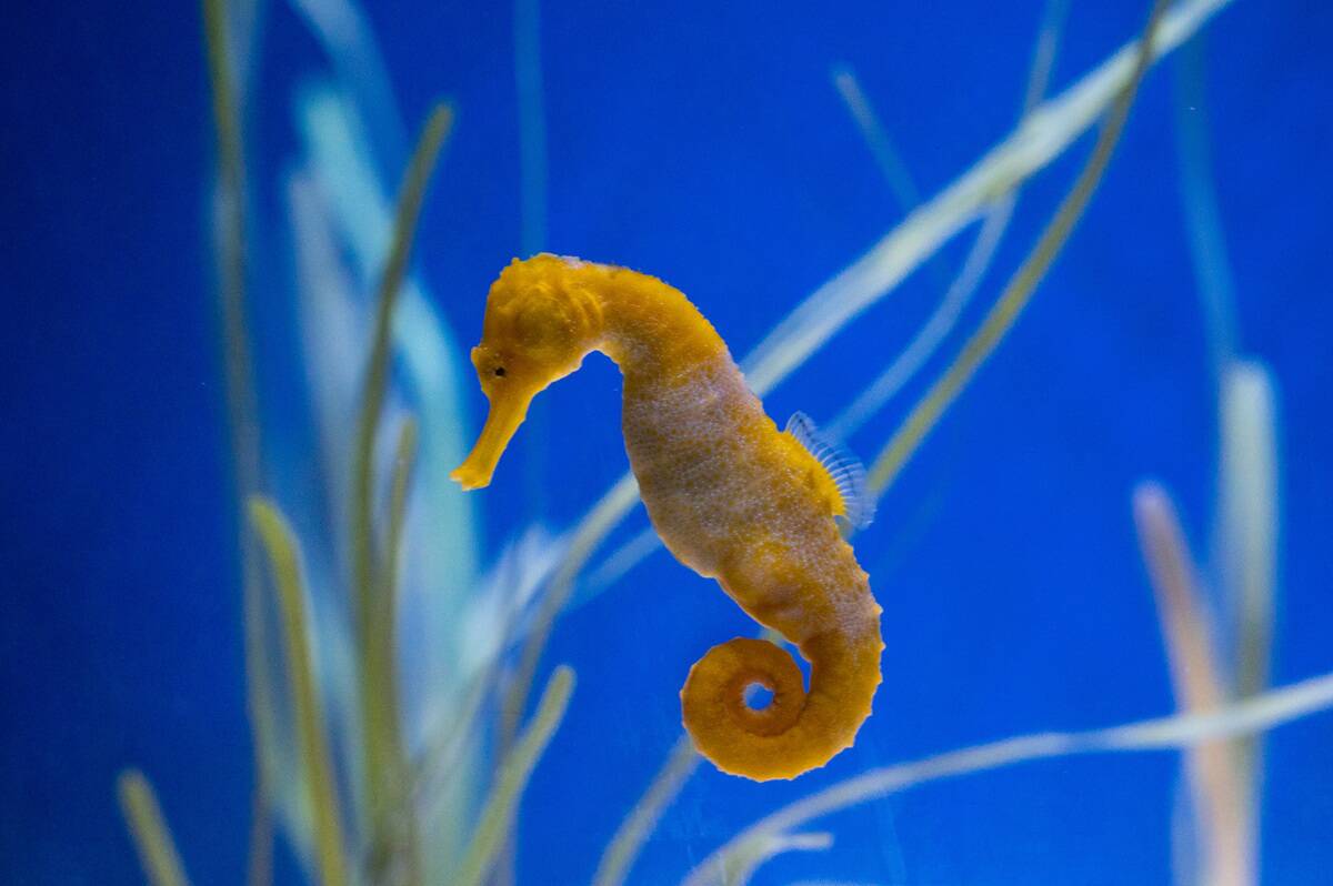Specimen of Longsnout seahorse (Hippocampus reidi) also...