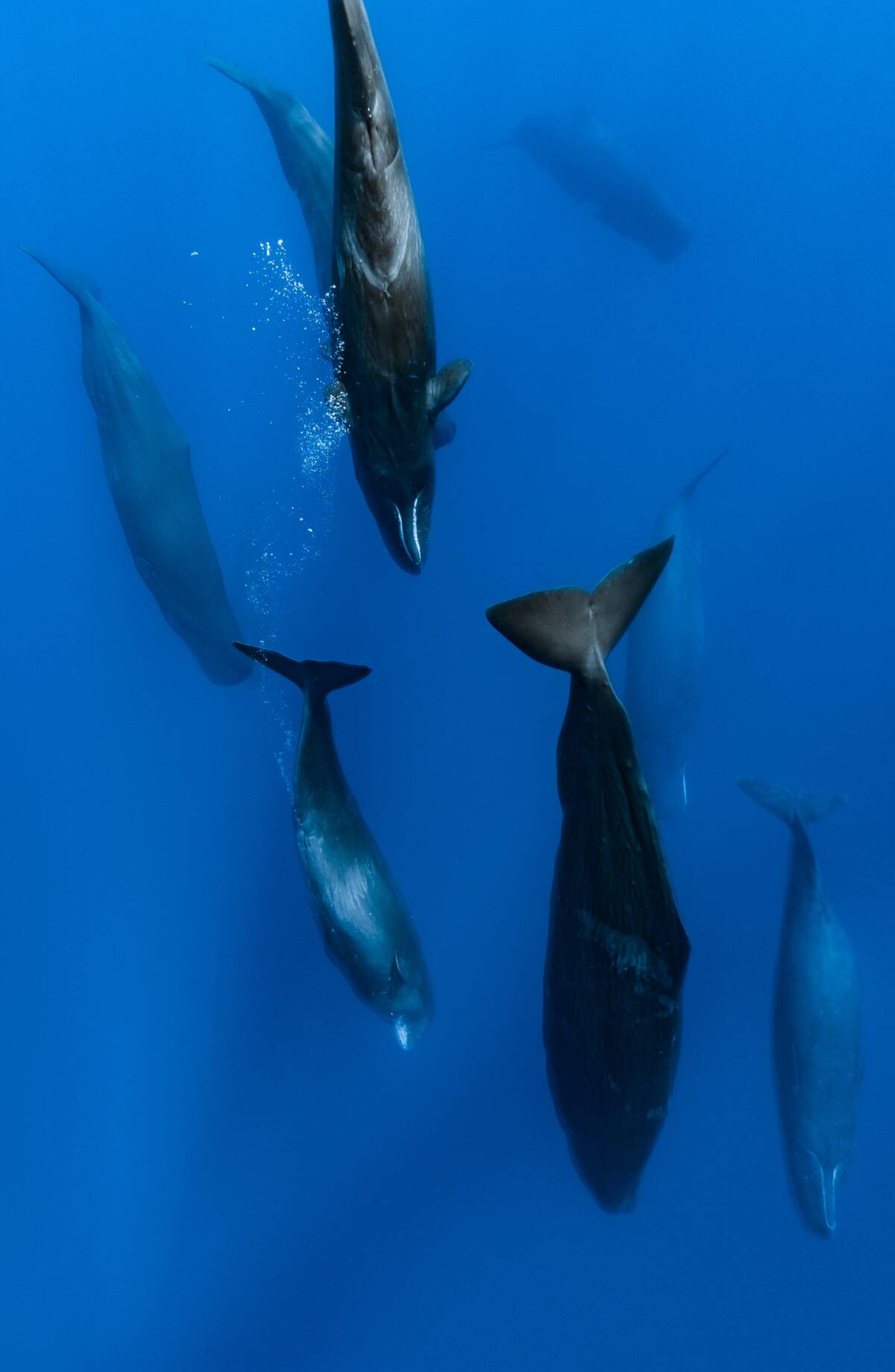 Sperm Whale : Illustration