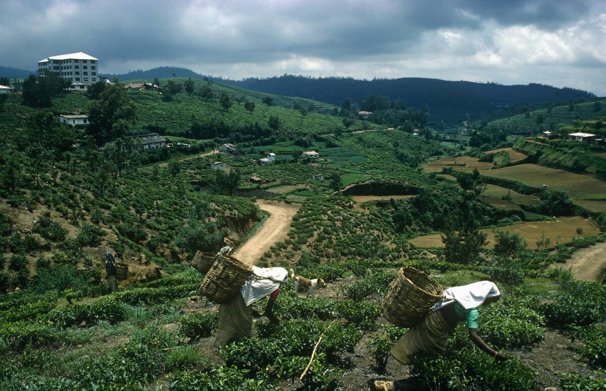 Sri Lanka - Nuwara Elliya - Tea estate pickers