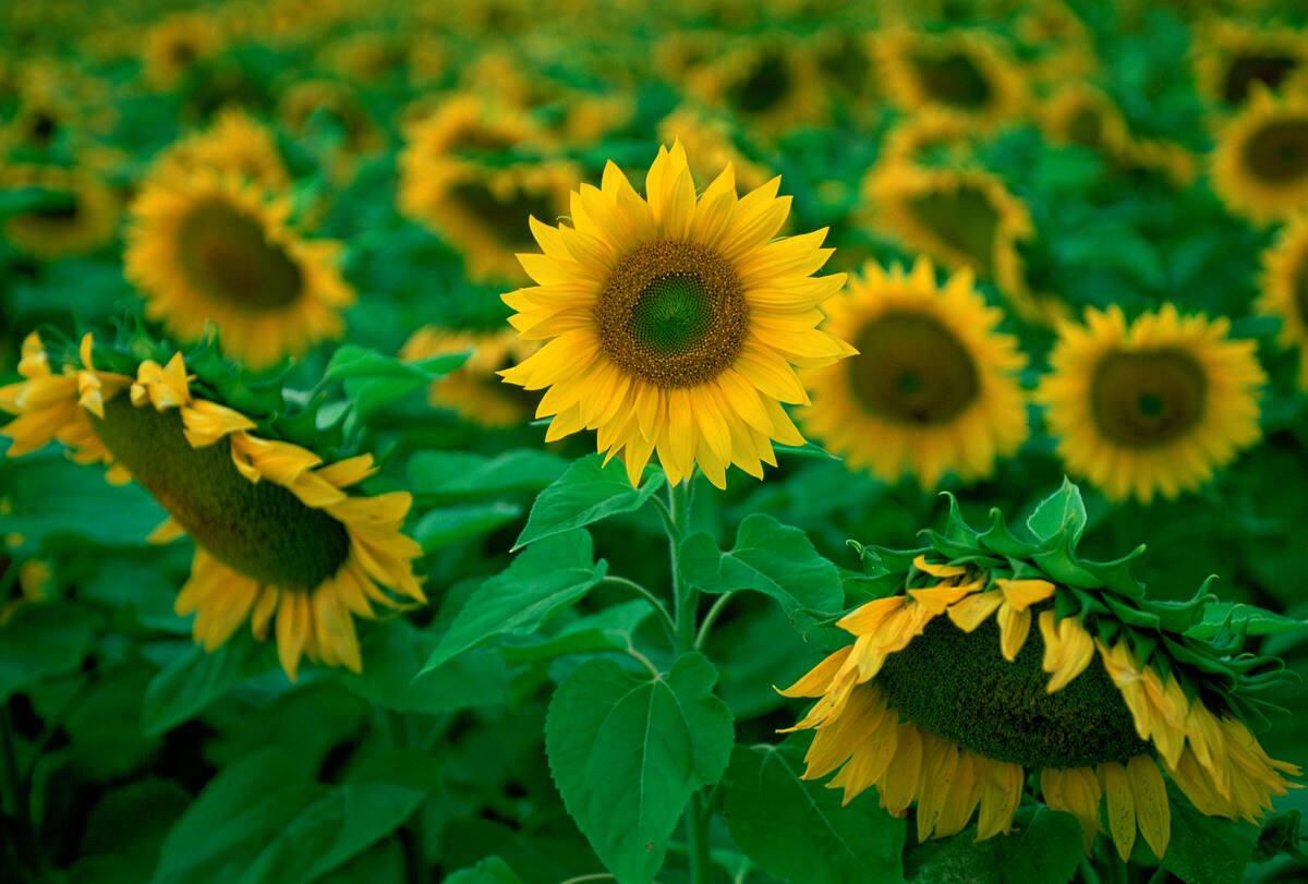 Sunflowers, Loire Valley, France