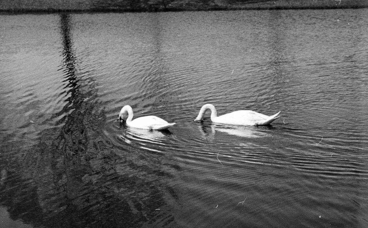 Swans On The Water