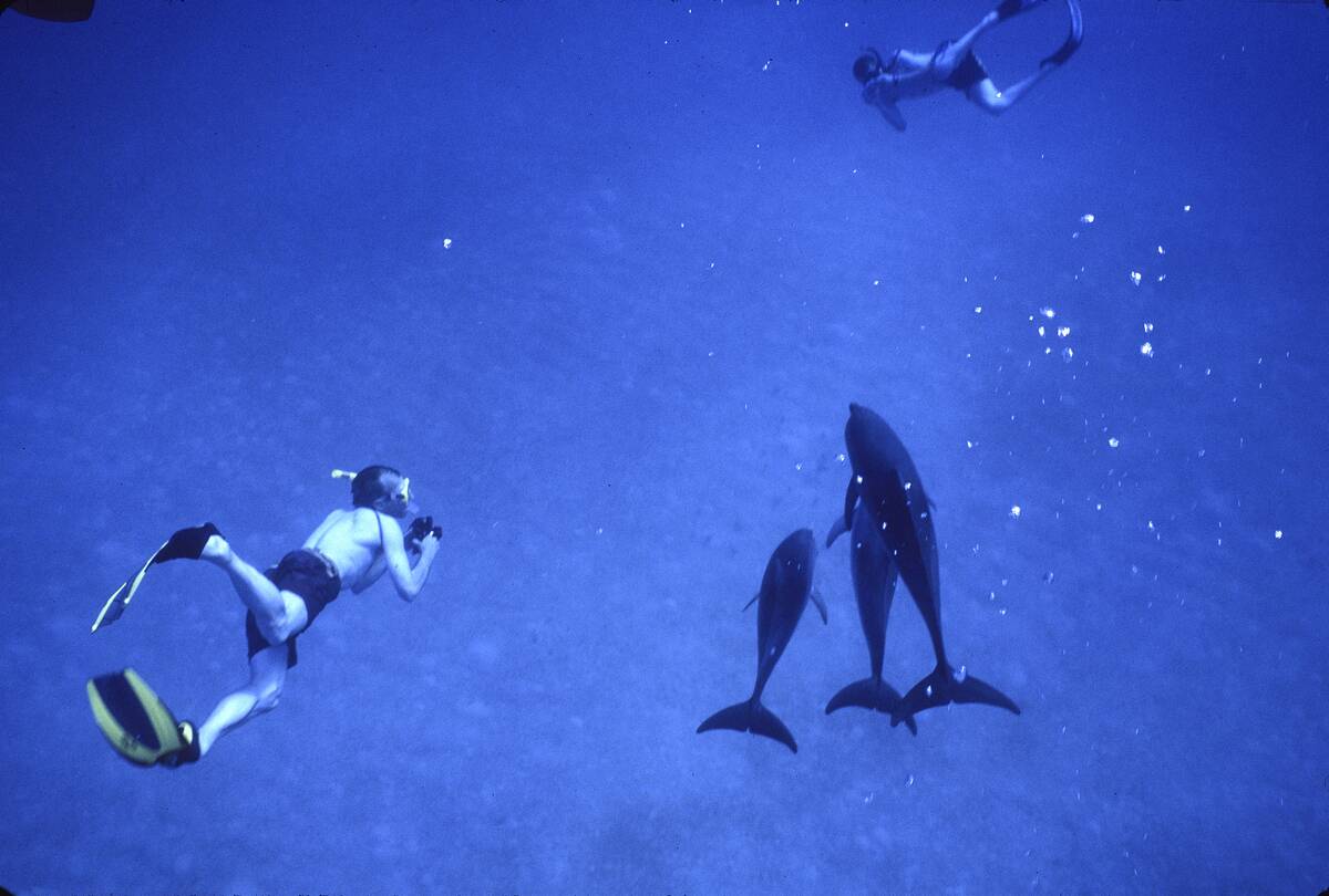 Swimming With Dolphins