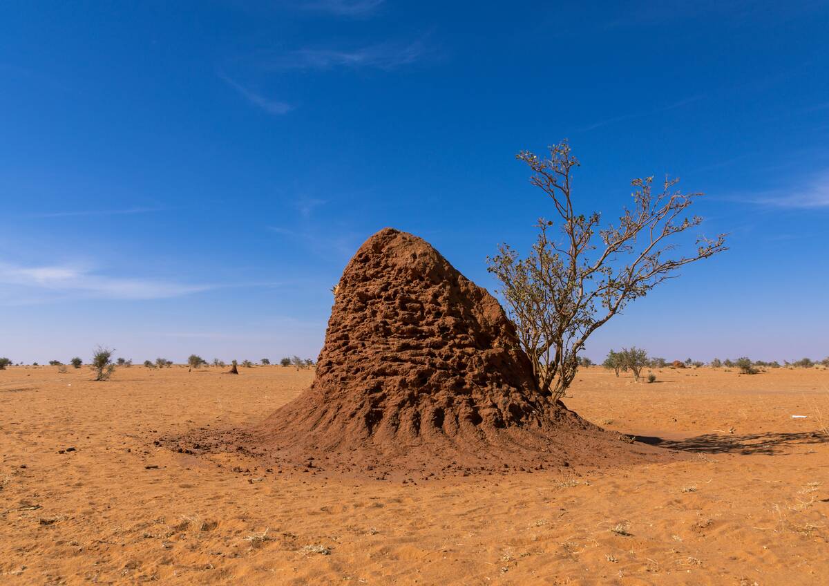 Termite mound in an arid area, Khartoum State, Khartoum, Sudan...