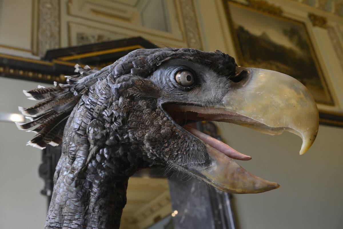 Terrorvogel Naturhistorisches Museum Wien Oesterreich
