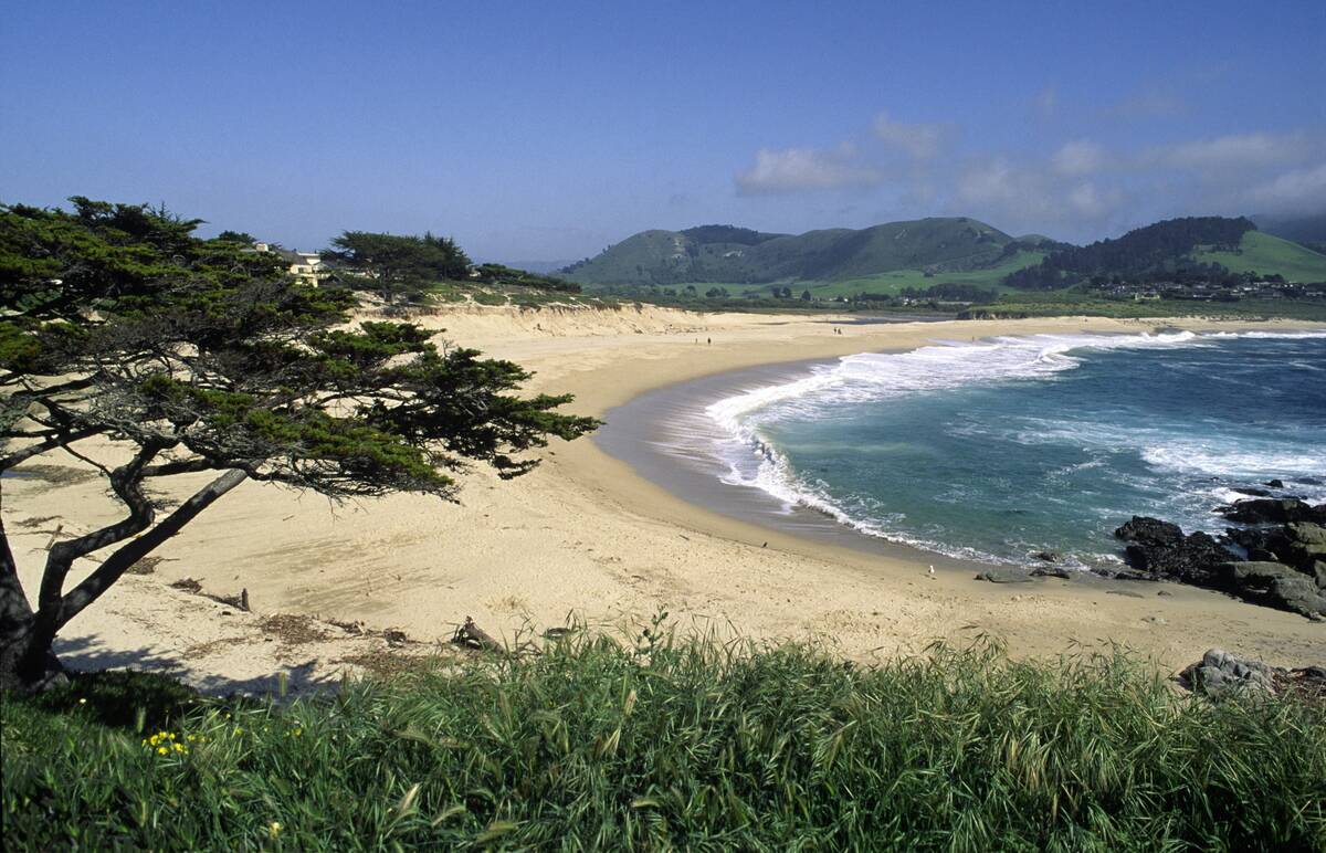 The Blue Pacific Meets Carmel River Beach Below A Cypress Tree South Of Carmel
