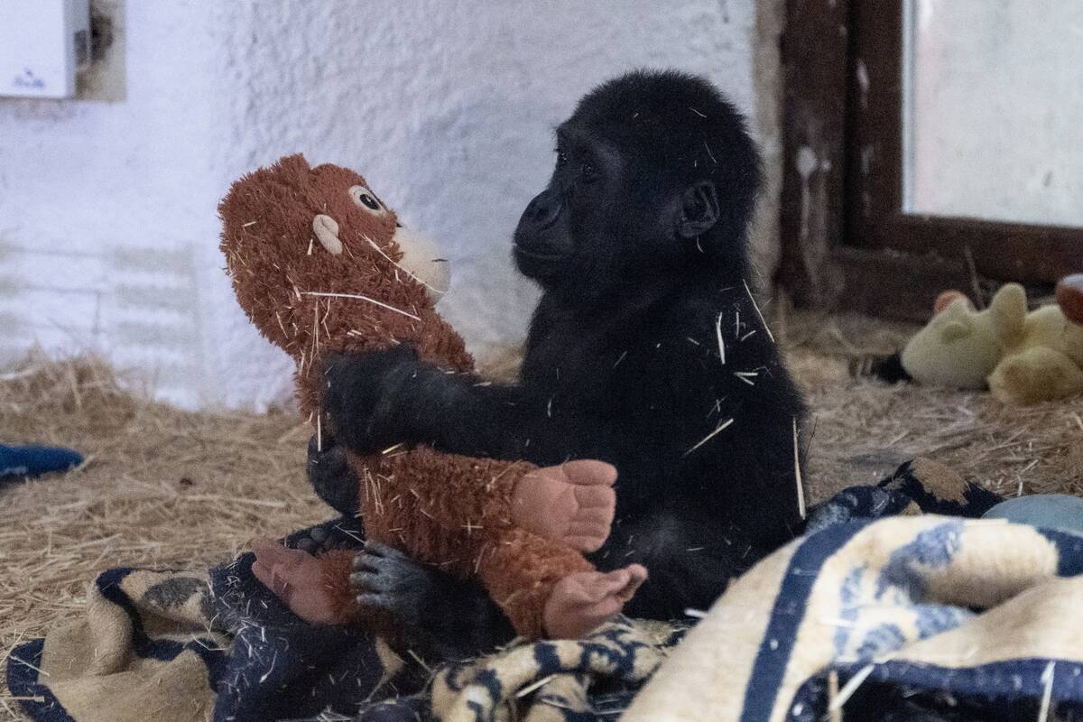 The gorilla cub captured at Istanbul Airport named 'Zeytin'
