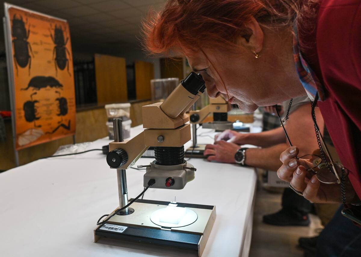 The National Insect Days In Krakow