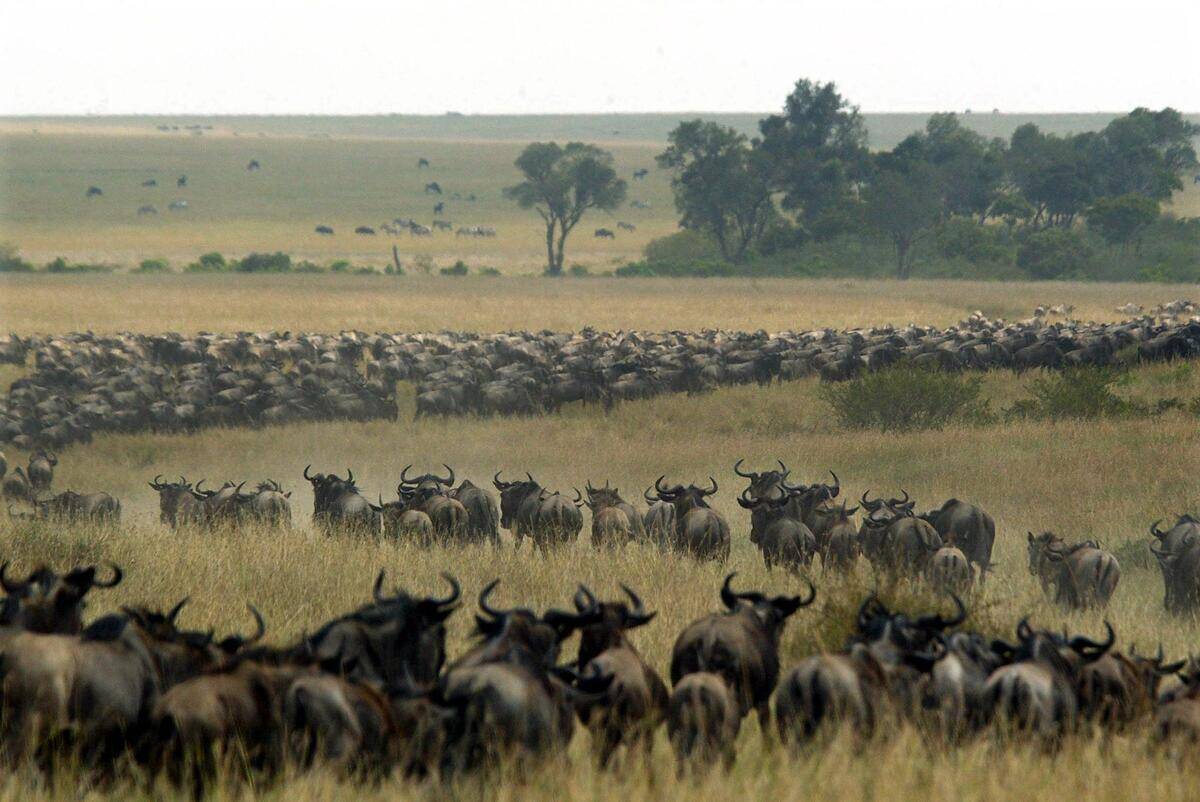 Thousands of wildebeest wind through the Masai Mar