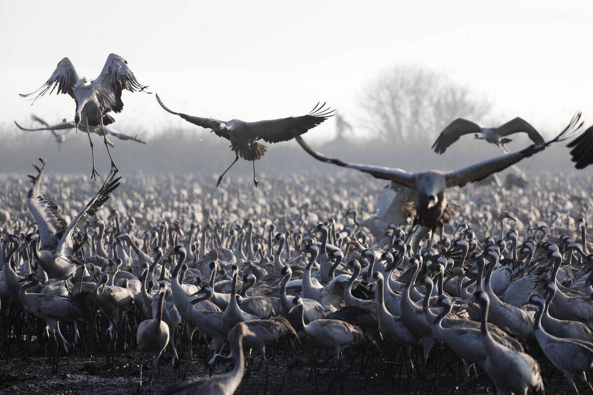 TOPSHOT-ISRAEL-BIRDS-MIGRATION