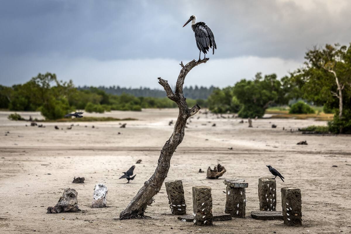 TOPSHOT-KENYA-ENVIRONMENT-CLIMATE-WOMEN-MANGROVE