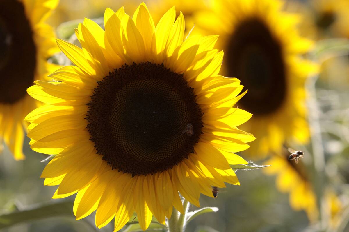 TOPSHOT-MEXICO-NATURE-SUNFLOWER-FEATURE