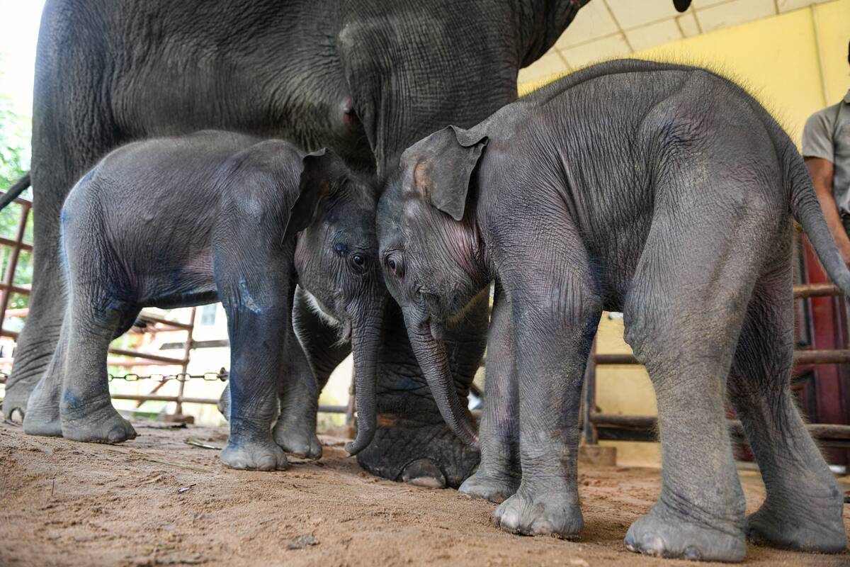 TOPSHOT-MYANMAR-ANIMAL-ELEPHANT-TWINS