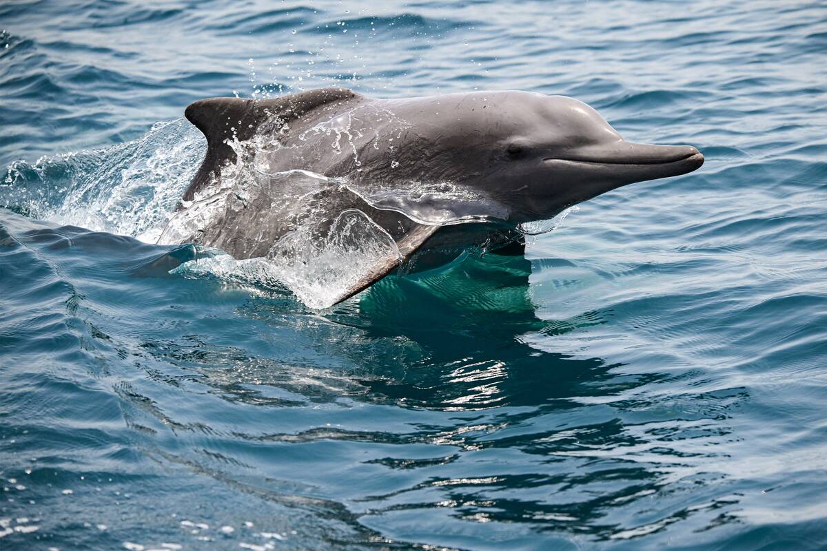 TOPSHOT-OMAN-IRAN-HORMUZ-NATURE-MARINE-DOLPHIN