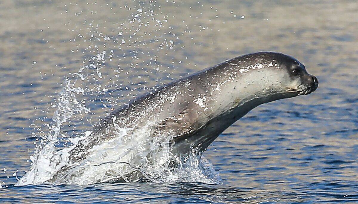 TURKEY-ANIMAL-SEAL-FEATURE