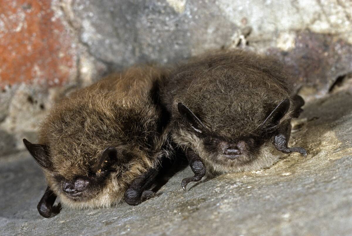 Two Whiskered bats
