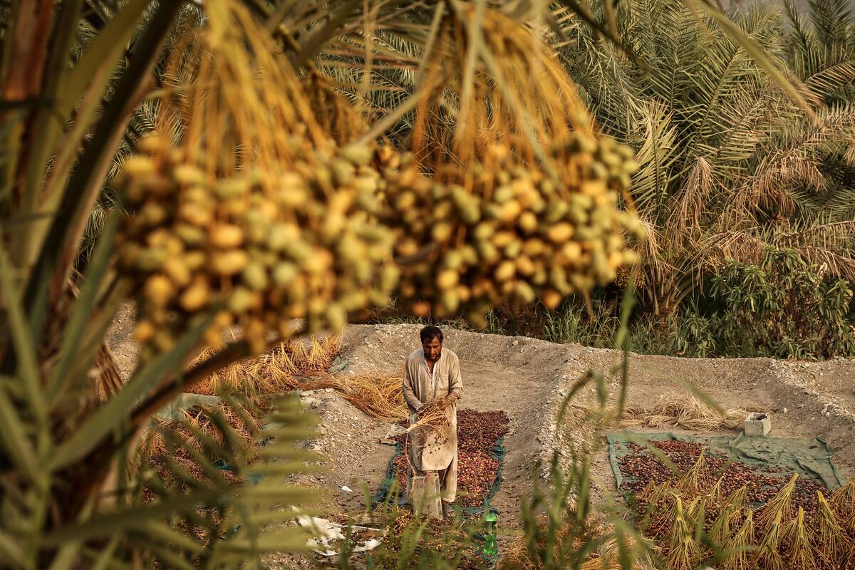 Desert oases and their unique ecosystems