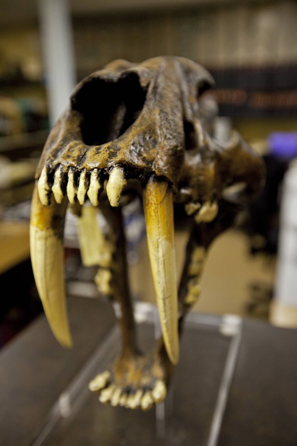 USA - Archeology - Project 23 at La Brea Tar Pits