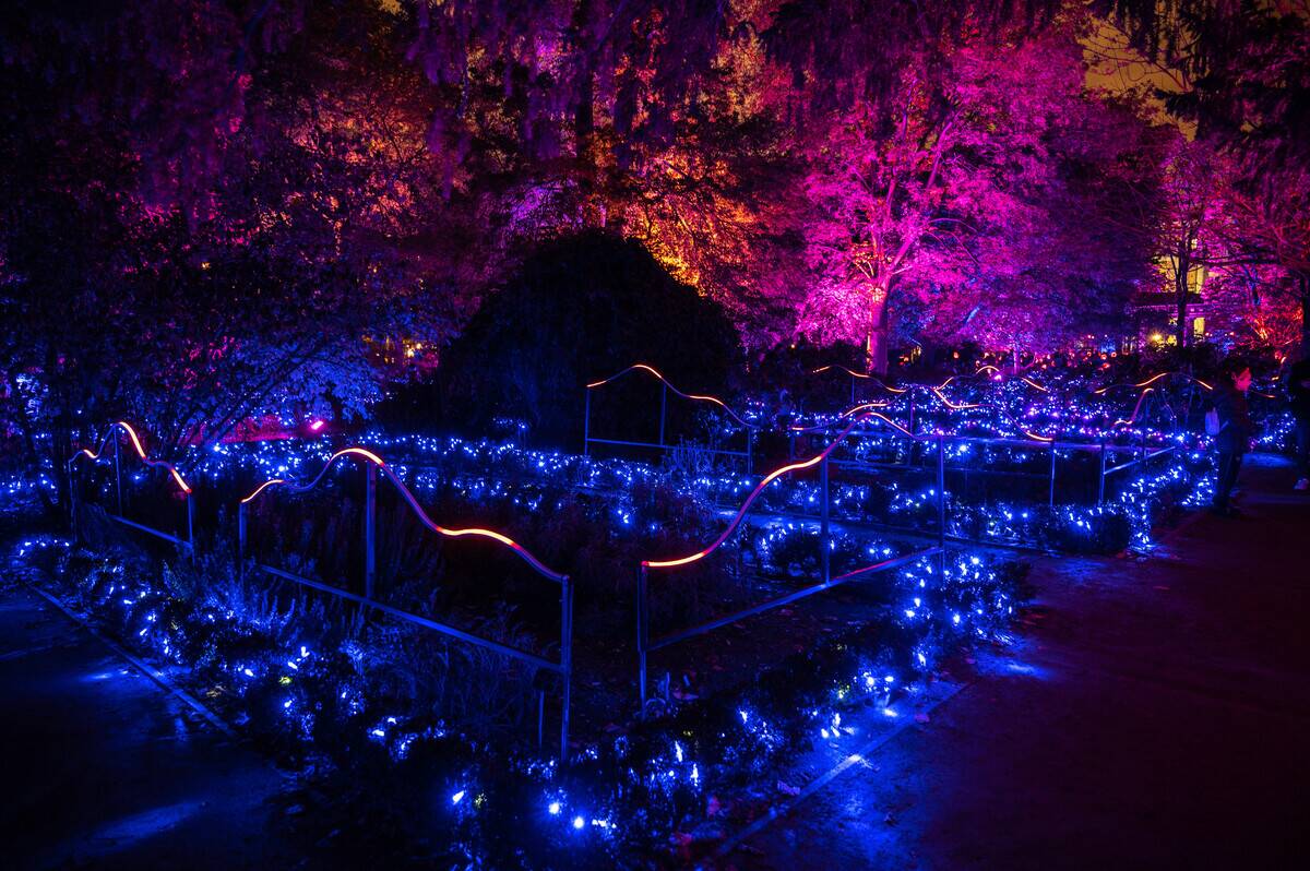 View of the light installation 'Naturaleza Encendida' in the...