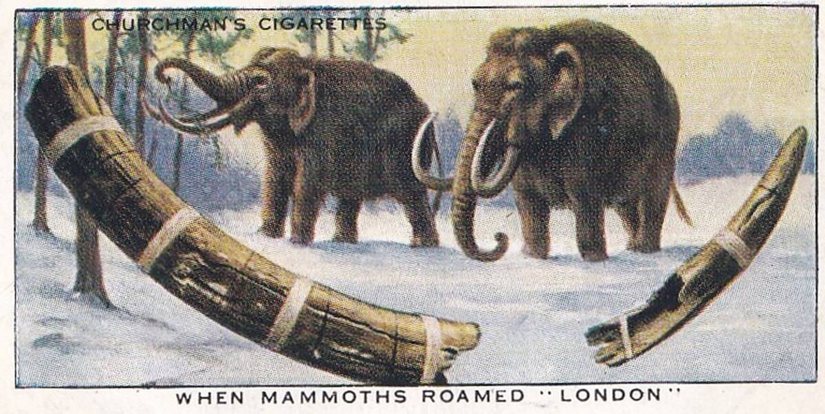 Vintage tobacco card, Prehistoric Mammoths of London, Treasure Trove series, Churchman's Cigarettes, 1937