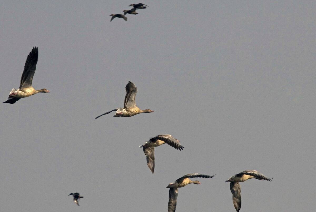 Warm Winters Affect Migratory Birds Population In Kashmir