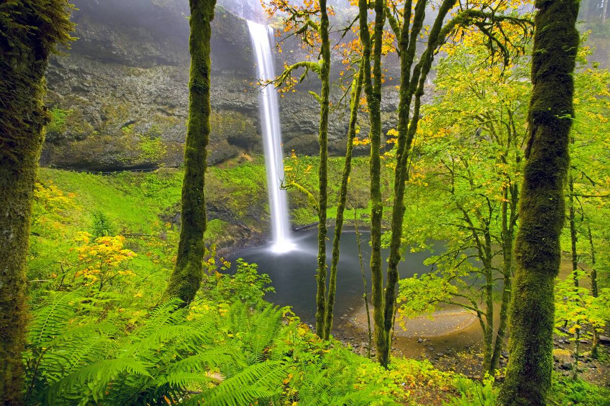Waterfall into a pool in a lush forest, South Falls in Silver Falls State Park. Oregon, United States of America