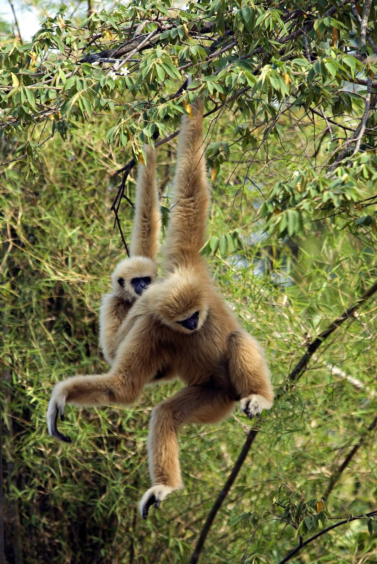 White Handed Gibbons (Hylobates Lar) play on a natural...