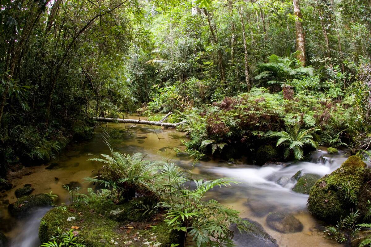 Windmill Creek at Mount Lewis, Australia