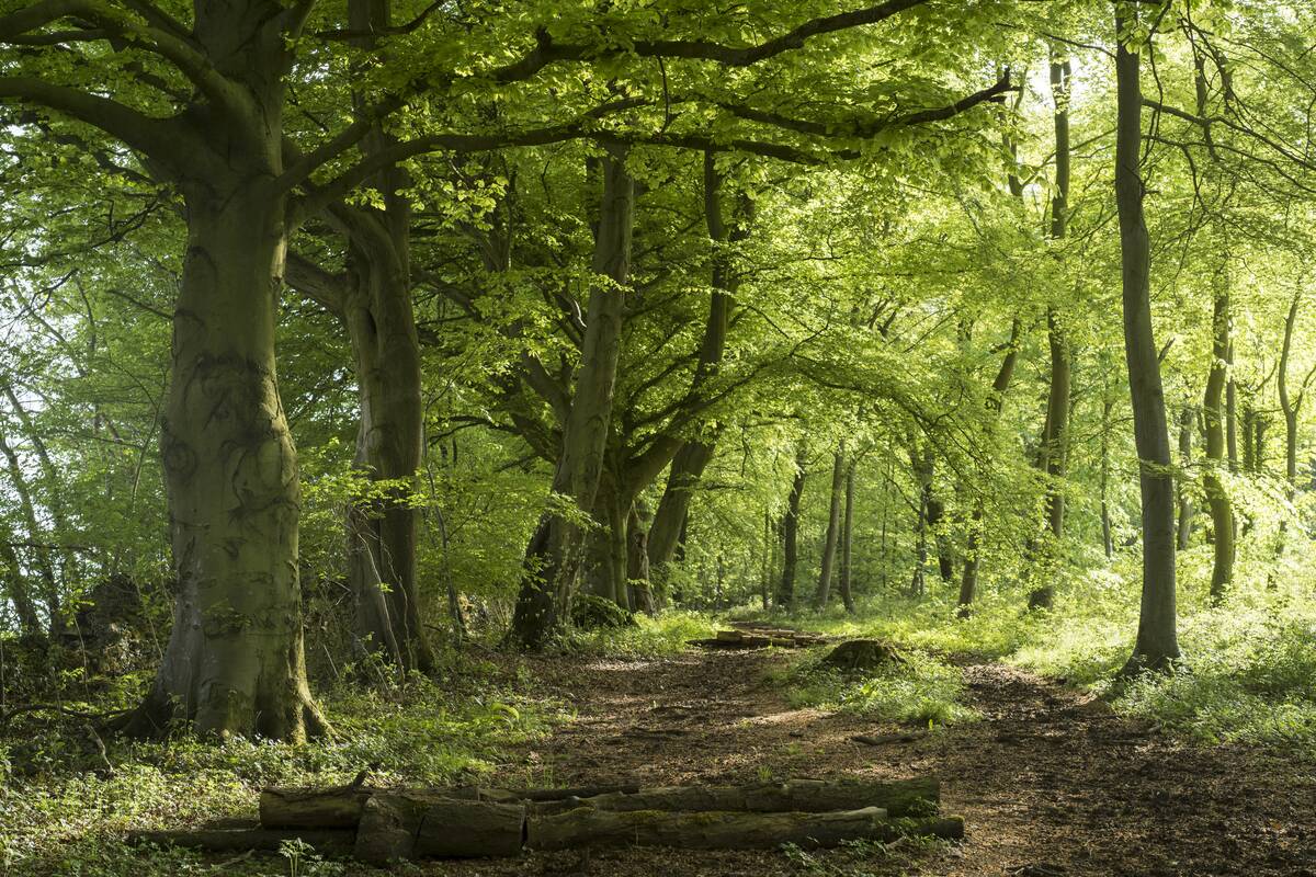 Woodland Path in The Cotswolds, UK