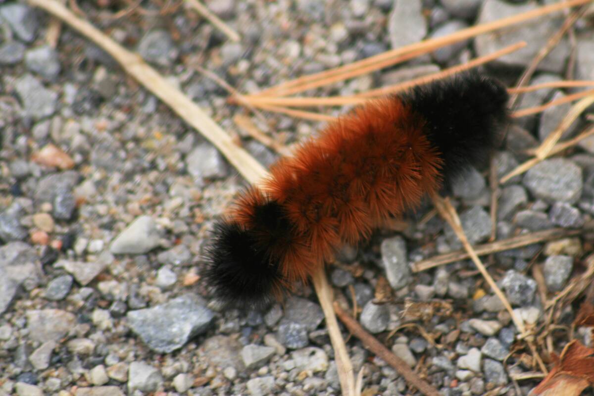 Woolly Bear Caterpillar