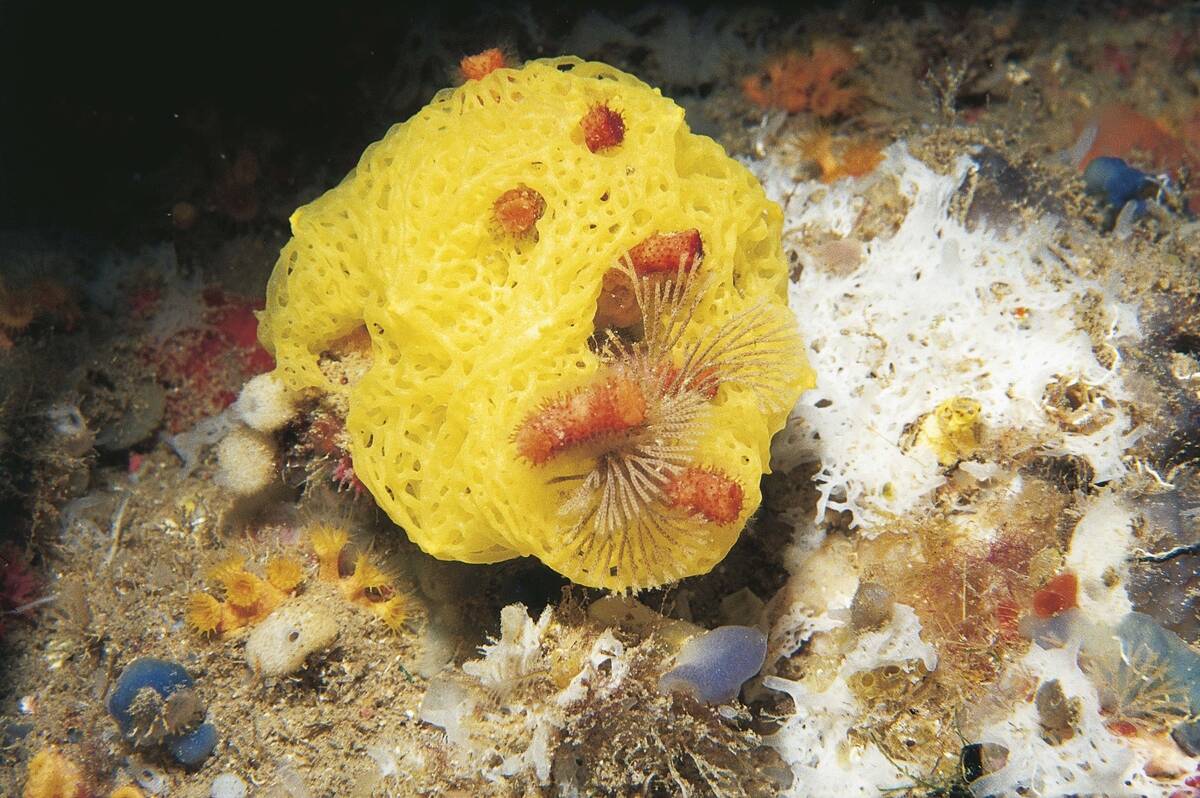 Yellow network sponge (Clathrina clathrus) and Bryozoa, False coral (Myriapora truncata)