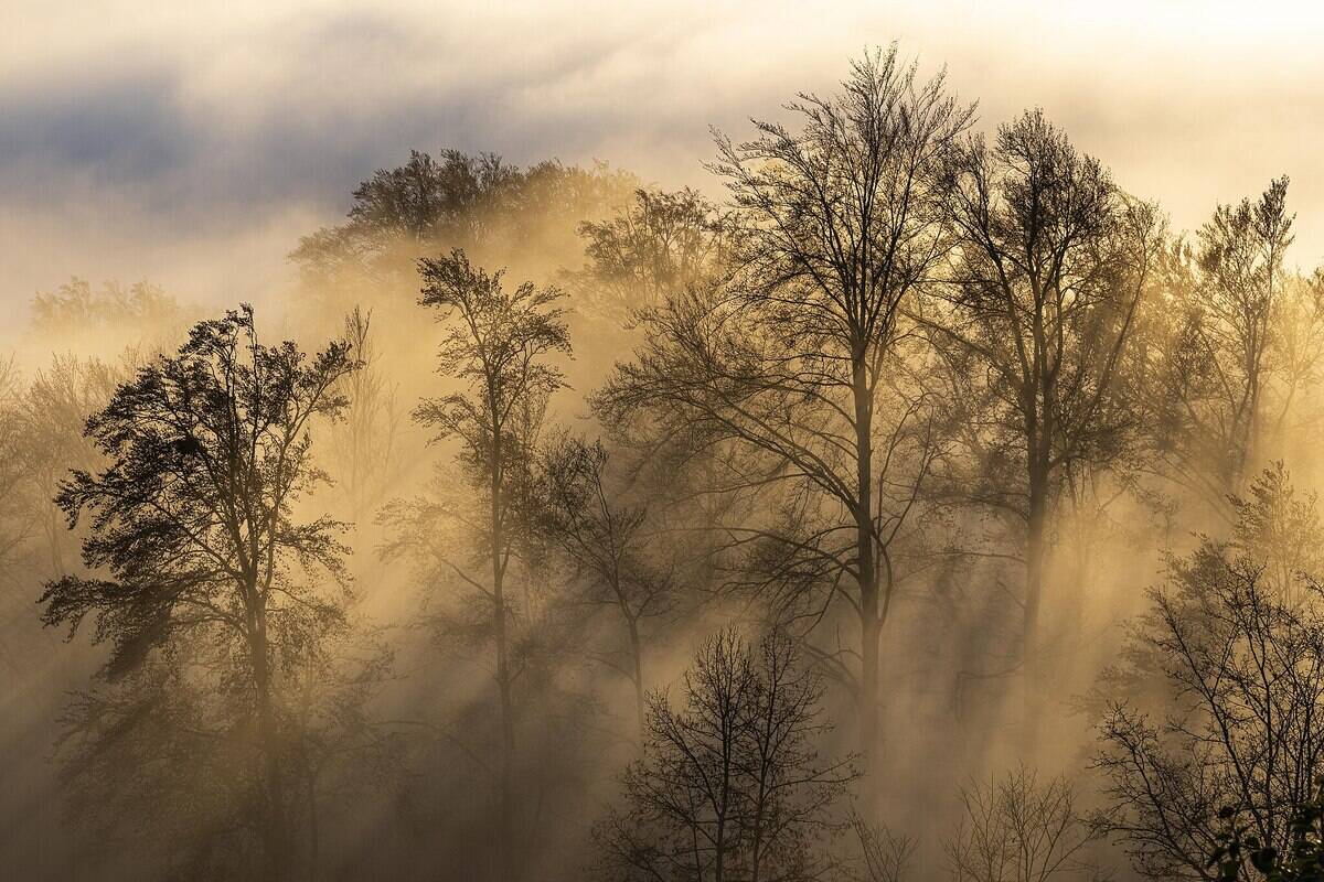 2048px-Baumsilhouetten_am_Uetliberg_mit_Novembernebel_und_Sonnenstrahlen