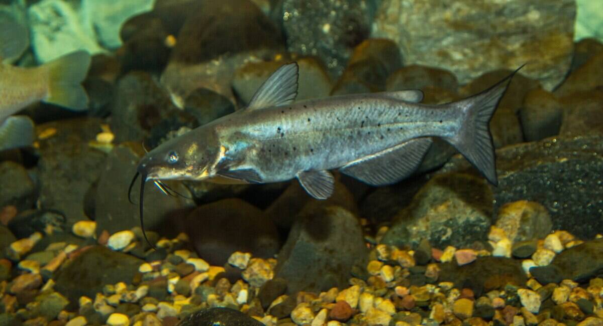 2048px-Channel_catfish_01