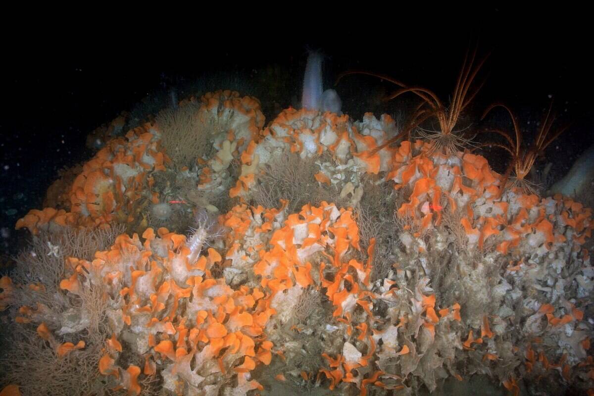 2048px-Fish8623_(27389378794)