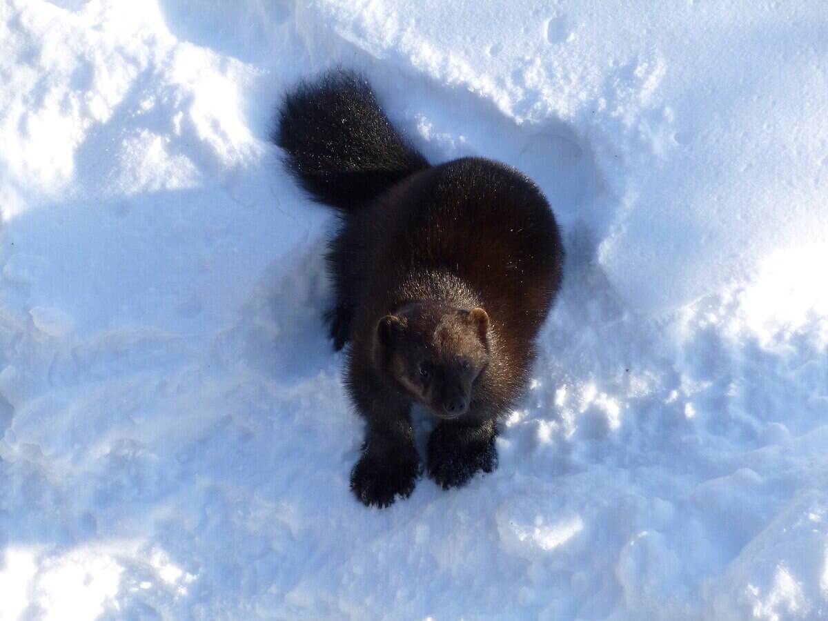 2048px-Gulo_gulo_in_Ranua_zoo